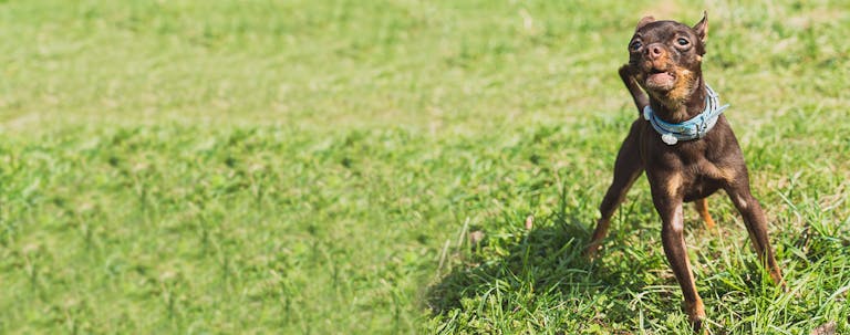 How to Train a Puppy to Bark Calmly How to Train a Puppy to Bark Calmly